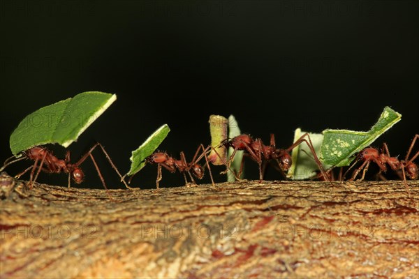 Leafcutter ant