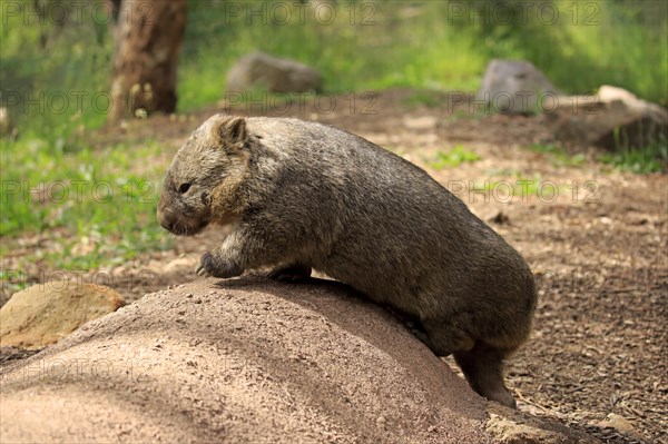 Common common wombat