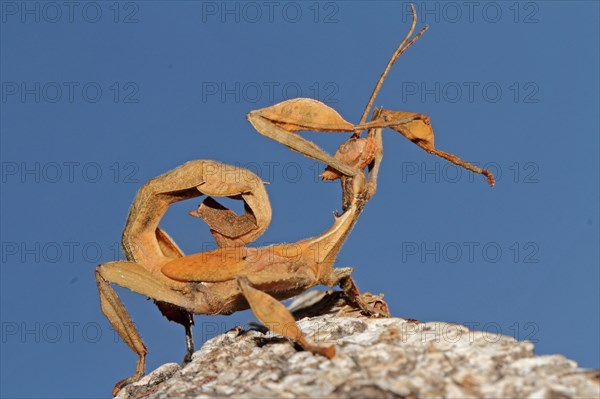 Australian Giant Ghost Insect