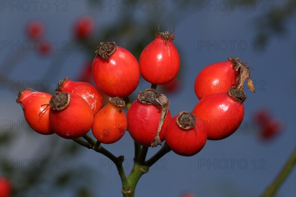 Dog rose