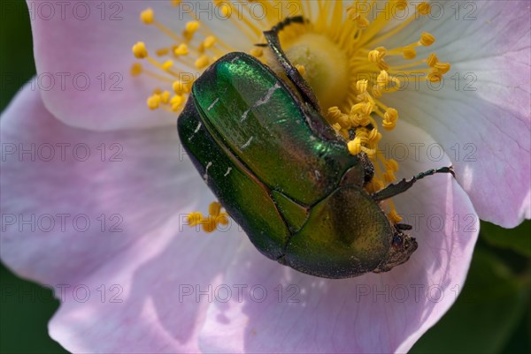 Rose chafer