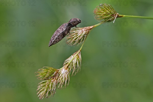 Click beetle