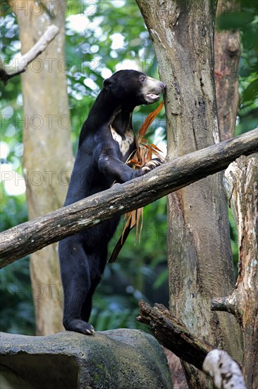 Sun bear