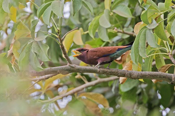 Broad-billed roller