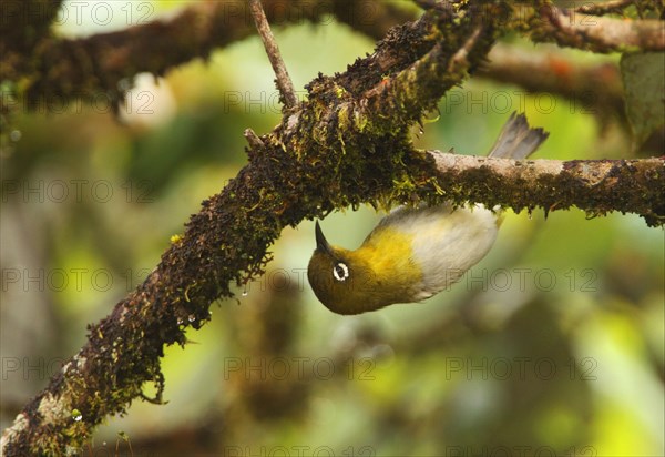 Ceylon White-eye