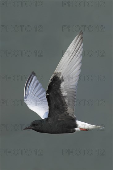 White-winged Black Tern