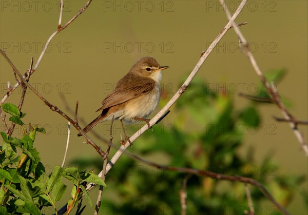 Bush Warbler