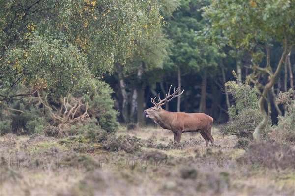 Red Deer