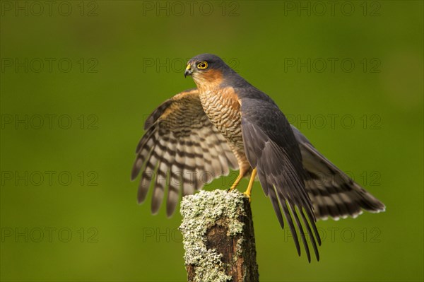 Eurasian eurasian sparrowhawk