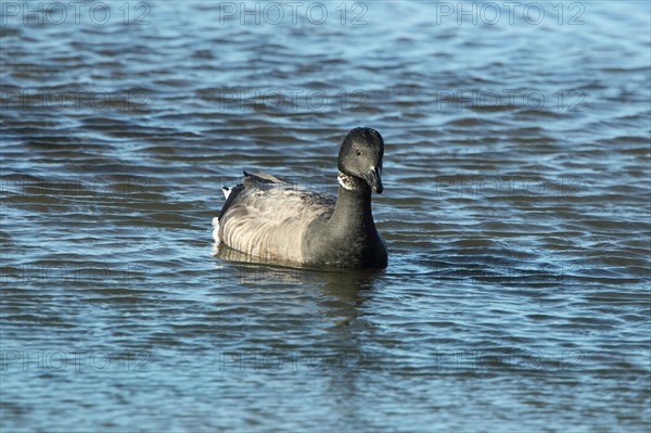 Brant goose