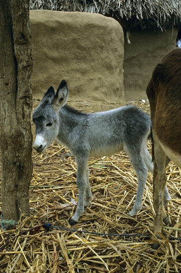 Donkey foal