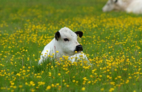 White Park Cattle