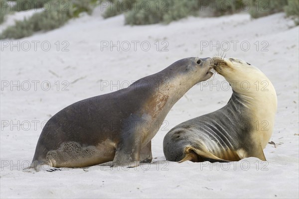 Australian sea lion