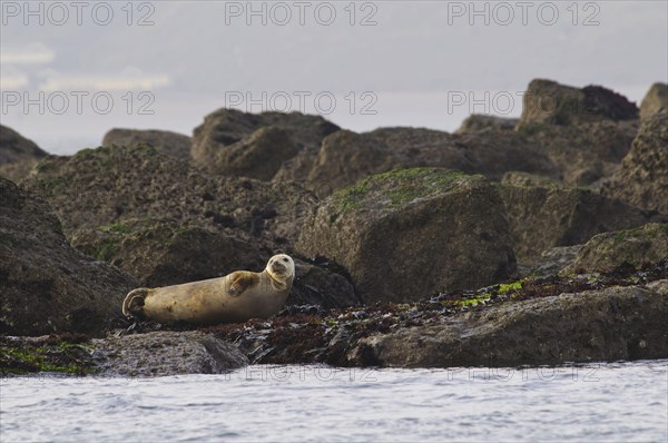 Grey seal