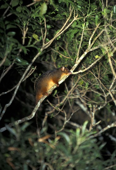 Common ringtail possum