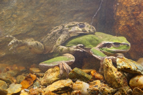 Common Parsley Frog