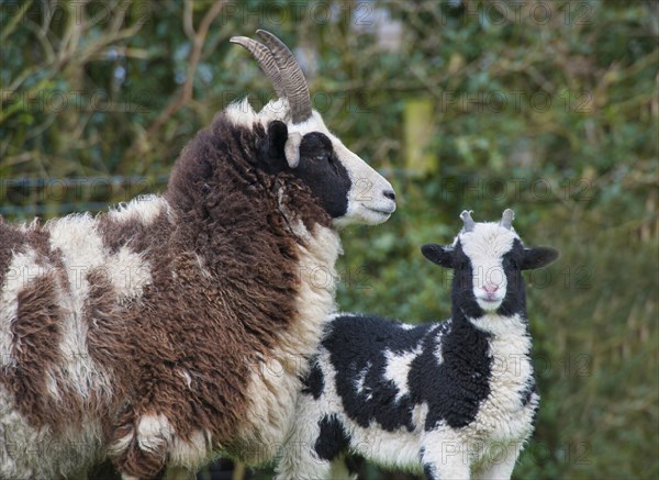 Domestic sheep