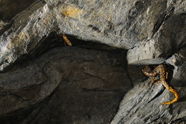 Strinati's Cave Salamander