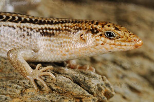 Socotra Skink