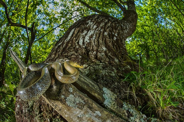 Aesculapian Snake