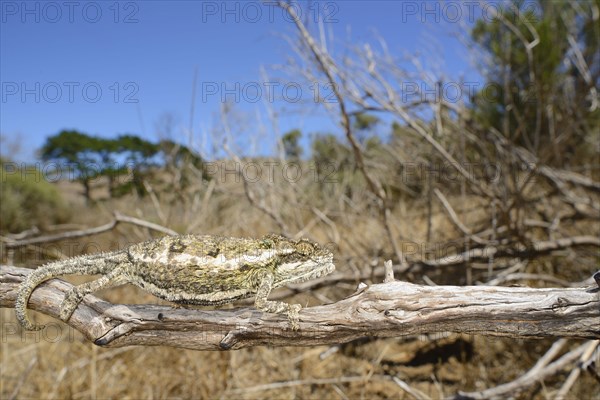 Namaqua Dwarf Chameleon