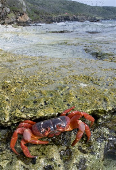 Christmas island red crab