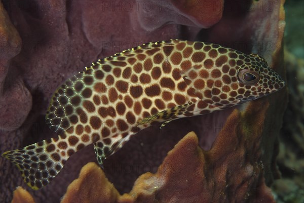 Honeycomb grouper