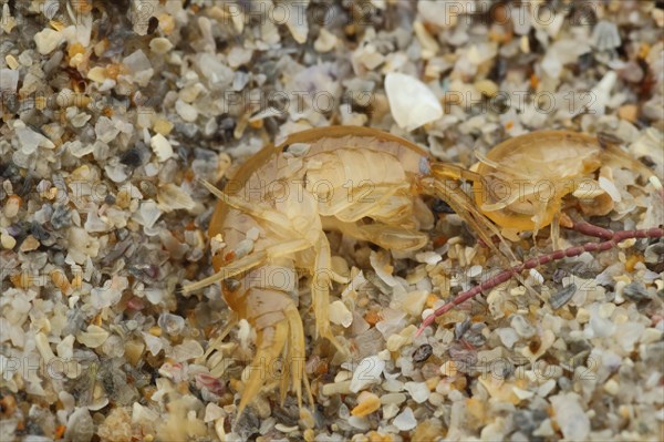 Amphipod