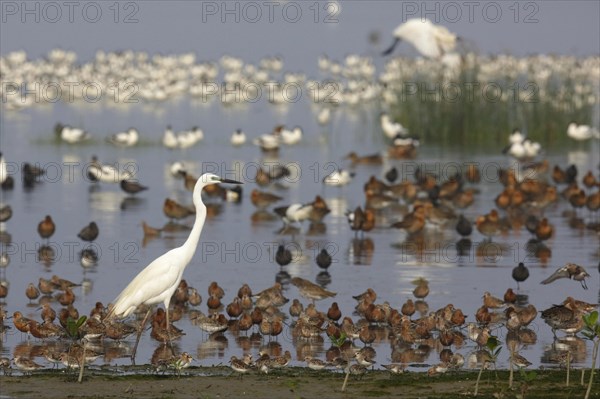 Great White Egret