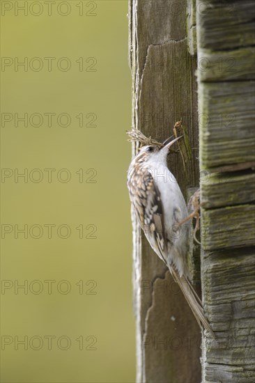 Eurasian treecreeper