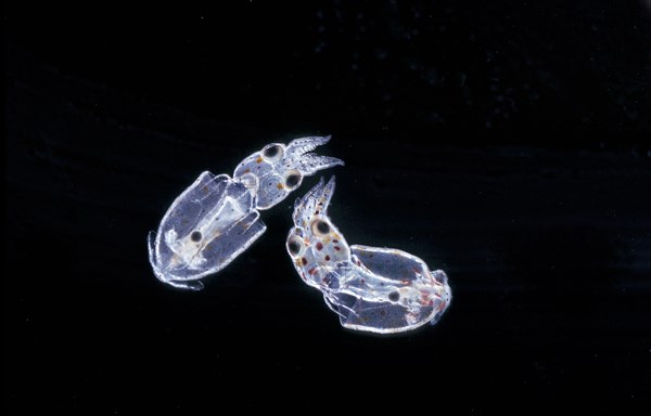 Loligo subulata