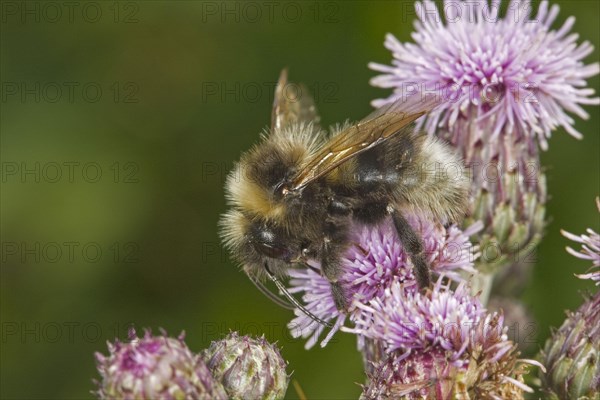 Garden bumblebee