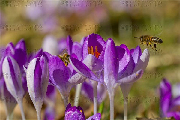 Western Honey Bee