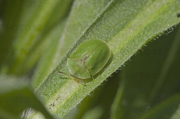 Thistle tortoise beetle