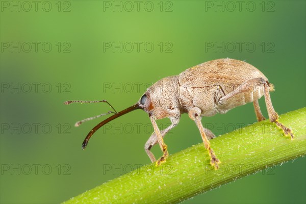 Chestnut Weevil