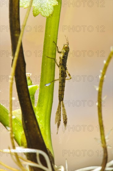 Blue-tailed damselfly