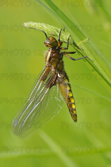 Adult broad-legged broad-bodied chaser