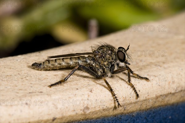 Robberfly