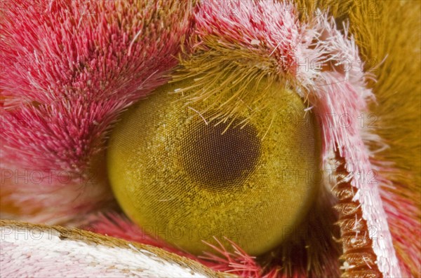 Elephant Hawkmoth