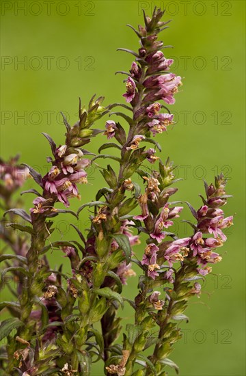 Red Bartsia