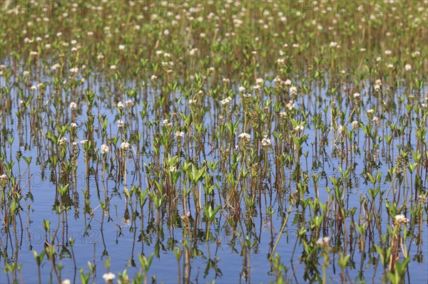 Bogbean