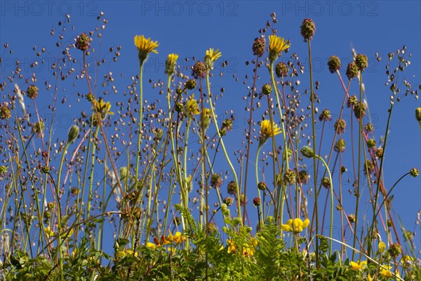 Common quaking-grass