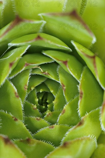 Limestone Houseleek