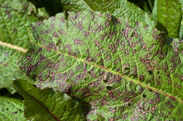 Leaf spot