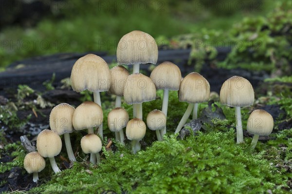 Glittering mica cap