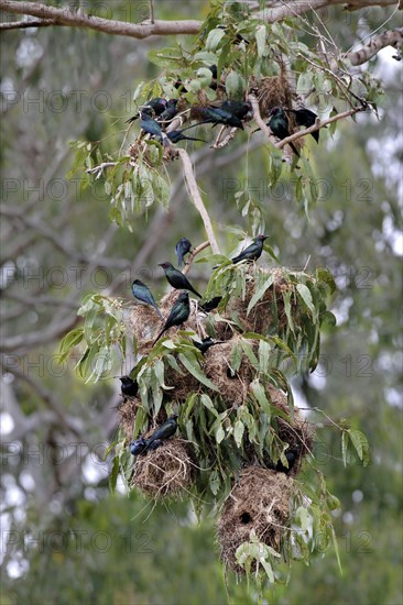 Adult metallic starling