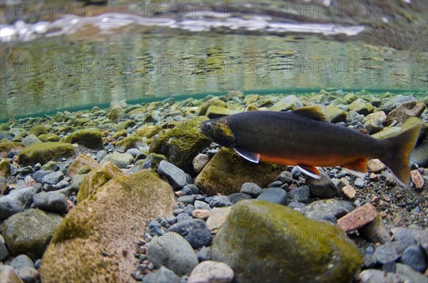 Arctic char