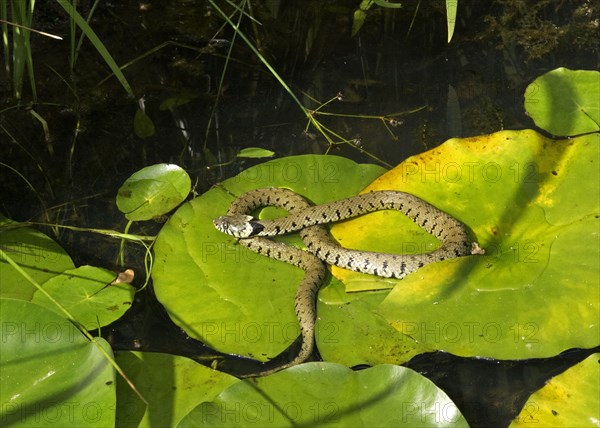 Grass snake