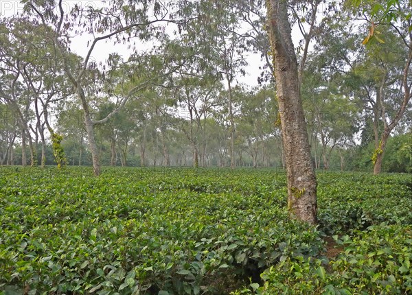 Tea plant