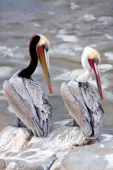 California Brown Pelicans in La Jolla